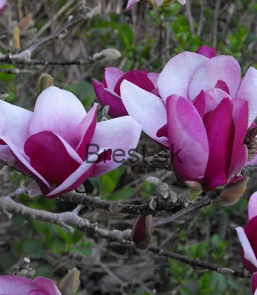 Magnólia 'Cameo' ®